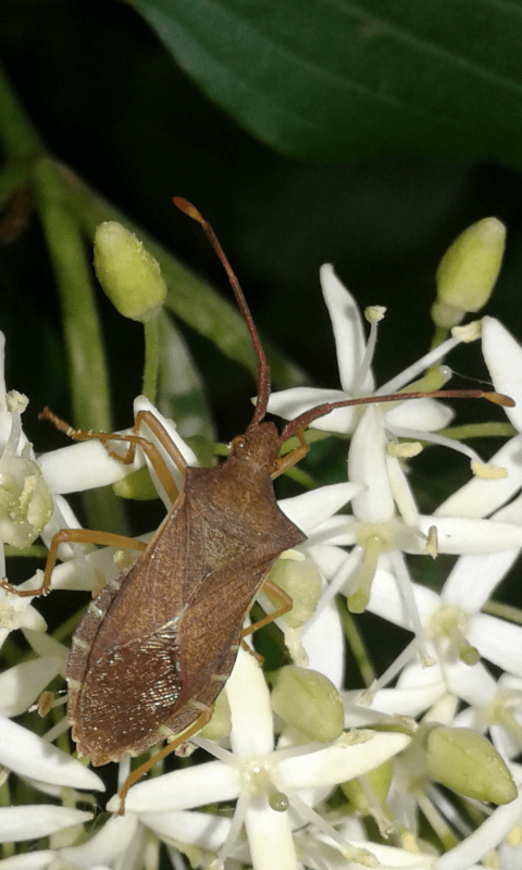 Coreidae : Gonocerus acuteangulatus?